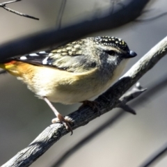 Pardalotus punctatus (Spotted Pardalote) at Hawker, ACT - 28 Aug 2019 by AlisonMilton