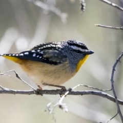 Pardalotus punctatus at Hawker, ACT - 28 Aug 2019