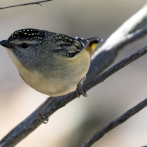 Pardalotus punctatus at Hawker, ACT - 28 Aug 2019 12:25 PM