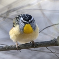 Pardalotus punctatus at Hawker, ACT - 28 Aug 2019