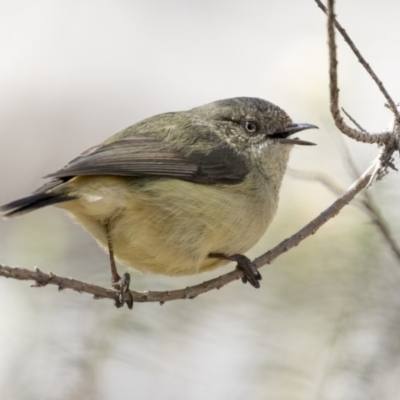 Acanthiza reguloides (Buff-rumped Thornbill) at Hawker, ACT - 28 Aug 2019 by Alison Milton