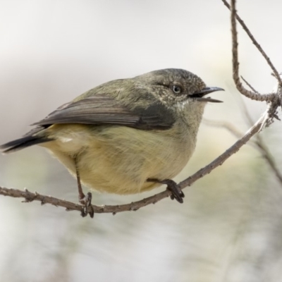 Acanthiza reguloides (Buff-rumped Thornbill) at Hawker, ACT - 28 Aug 2019 by AlisonMilton