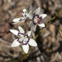 Wurmbea dioica subsp. dioica (Early Nancy) at Hawker, ACT - 28 Aug 2019 by AlisonMilton