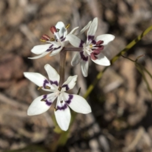 Wurmbea dioica subsp. dioica at Hawker, ACT - 28 Aug 2019