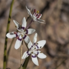 Wurmbea dioica subsp. dioica at Hawker, ACT - 28 Aug 2019