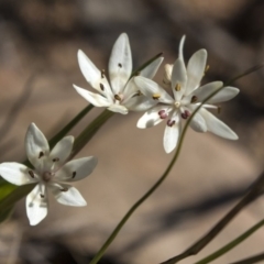 Wurmbea dioica subsp. dioica at Hawker, ACT - 28 Aug 2019