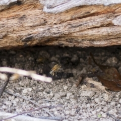 Apis mellifera (European honey bee) at The Pinnacle - 28 Aug 2019 by AlisonMilton