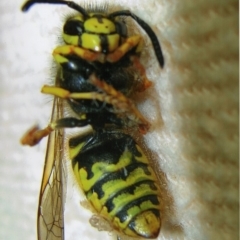 Vespula germanica (European Wasp, German Yellowjacket Wasp) at Kiah, NSW - 12 Jan 2018 by jimm