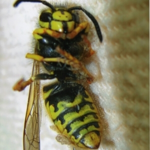 Vespula germanica at Kiah, NSW - 12 Jan 2018 03:00 PM