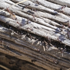 Papyrius nitidus (Shining Coconut Ant) at Hawker, ACT - 28 Aug 2019 by AlisonMilton