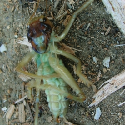 Gryllacrididae (family) (Unidentified Raspy Cricket) at Kiah, NSW - 7 Dec 2017 by jimm