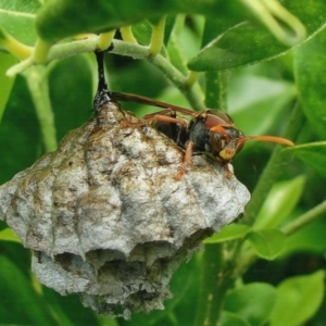 Polistes (Polistella) humilis at Kiah, NSW - 7 Nov 2017