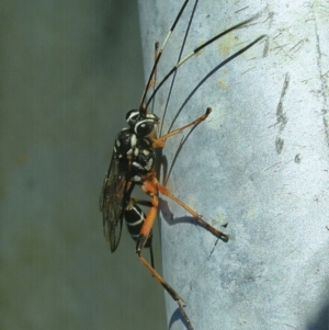 Ichneumonidae (family) at Kiah, NSW - 12 Feb 2018