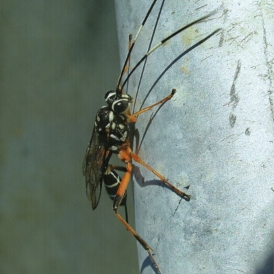 Ichneumonidae (family) (Unidentified ichneumon wasp) at Kiah, NSW - 12 Feb 2018 by jimm