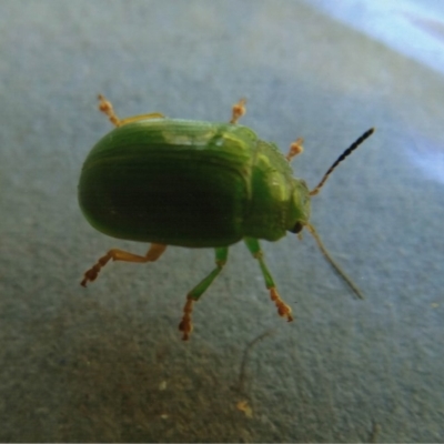 Calomela pallida (Leaf beetle) at Kiah, NSW - 7 Nov 2017 by jimm