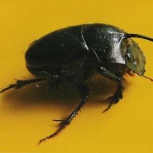 Onthophagus pronus at Kiah, NSW - 7 Mar 2018