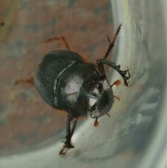 Onthophagus pronus at Kiah, NSW - 7 Mar 2018