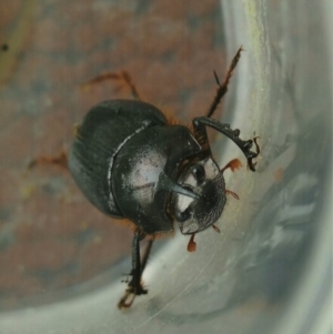 Onthophagus pronus at Kiah, NSW - 7 Mar 2018 03:00 PM