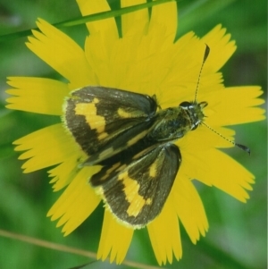 Ocybadistes walkeri at Kiah, NSW - 12 Feb 2018