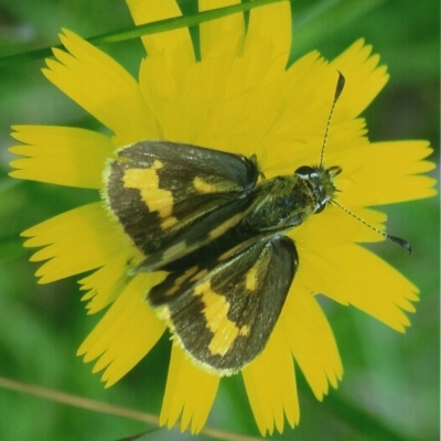 Ocybadistes walkeri (Green Grass-dart) at Kiah, NSW - 12 Feb 2018 by jimm