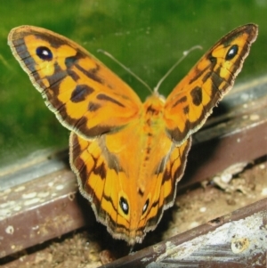 Heteronympha merope at Kiah, NSW - 12 Jan 2018 03:00 PM