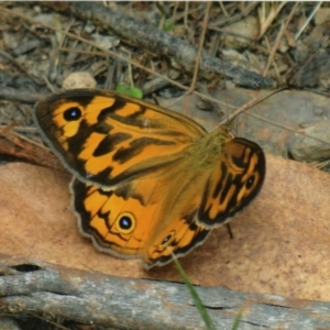 Heteronympha merope at Kiah, NSW - 12 Jan 2018 03:00 PM