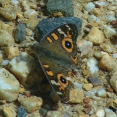 Junonia villida (Meadow Argus) at Kiah, NSW - 7 Nov 2017 by jimm