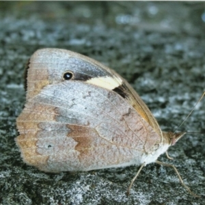 Heteronympha merope at Kiah, NSW - 12 Jan 2018 03:00 PM