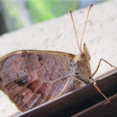 Heteronympha merope at Kiah, NSW - 12 Jan 2018 03:00 PM