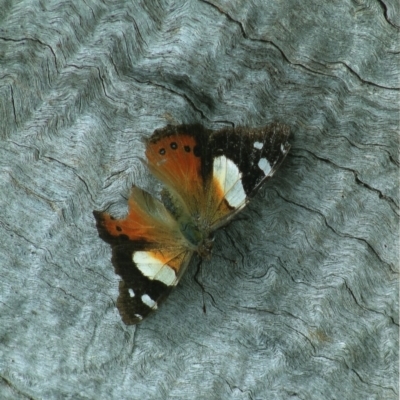 Vanessa itea (Yellow Admiral) at Kiah, NSW - 5 Oct 2017 by jimm