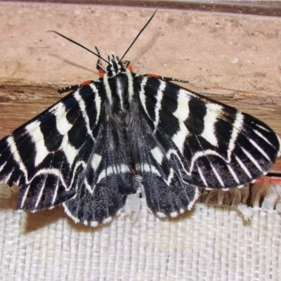 Comocrus behri (Mistletoe Day Moth) at Kiah, NSW - 23 Dec 2017 by jimm