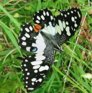 Papilio demoleus at Kiah, NSW - 9 Feb 2017