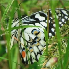 Papilio demoleus at Kiah, NSW - 9 Feb 2017