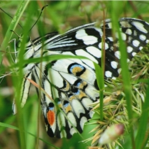 Papilio demoleus at Kiah, NSW - 9 Feb 2017