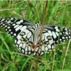 Papilio demoleus at Kiah, NSW - 9 Feb 2017