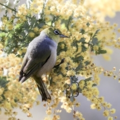 Zosterops lateralis (Silvereye) at Hawker, ACT - 28 Aug 2019 by AlisonMilton