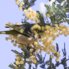 Zosterops lateralis at Hawker, ACT - 28 Aug 2019 10:27 AM