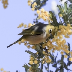 Zosterops lateralis at Hawker, ACT - 28 Aug 2019