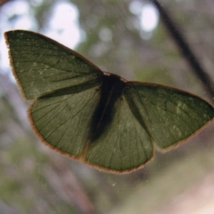 Chlorocoma dichloraria at Kiah, NSW - 1 May 2017