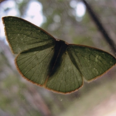 Chlorocoma dichloraria (Guenee's or Double-fringed Emerald) at Kiah, NSW - 1 May 2017 by jimm