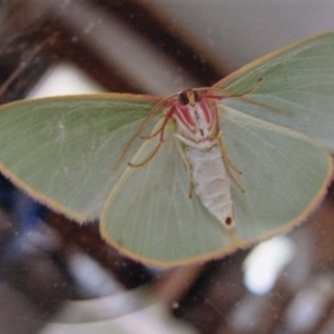 Chlorocoma dichloraria at Kiah, NSW - 1 May 2017 04:00 PM