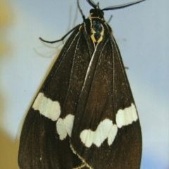 Nyctemera amicus (Senecio Moth, Magpie Moth, Cineraria Moth) at Kiah, NSW - 12 Jan 2017 by jimm