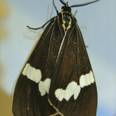 Nyctemera amicus (Senecio Moth, Magpie Moth, Cineraria Moth) at Kiah, NSW - 12 Jan 2017 by jimm
