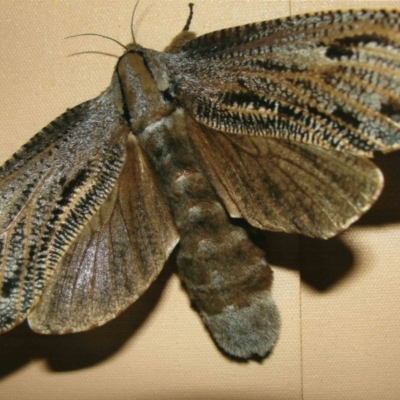 Endoxyla encalypti (Wattle Goat Moth) at Kiah, NSW - 14 Mar 2017 by jimm