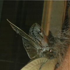 Endoxyla encalypti at Kiah, NSW - 14 Mar 2017