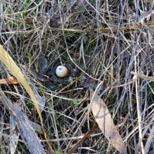 Geastrum sp. at Point 5438 - 28 Aug 2019