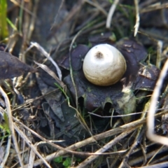 Geastrum sp. at Point 5438 - 28 Aug 2019