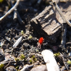 Trombidiidae (family) (Red velvet mite) at Black Mountain - 28 Aug 2019 by ClubFED