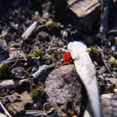 Trombidiidae (family) at Acton, ACT - 28 Aug 2019 12:53 PM