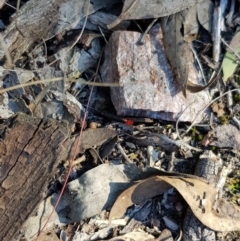 Trombidiidae (family) at Acton, ACT - 28 Aug 2019